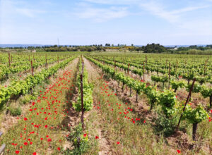 Petit verdot anqueven