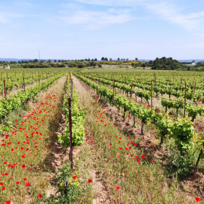 Petit verdot anqueven