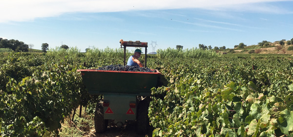 vendanges Anqueven