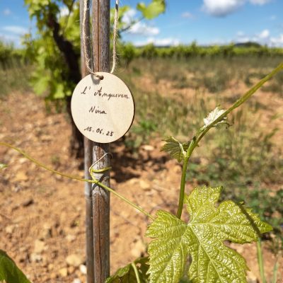 Parrainage 1 pied de vigne - 1 an - Spécial fête des mères / pères
