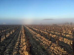 taille grenache