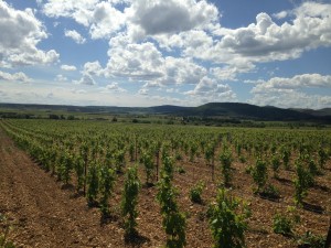 plantier cinsault