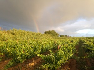 petit verdot arc en ciel