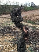 taille vieux carignan