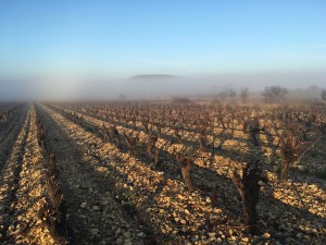 taille grenache